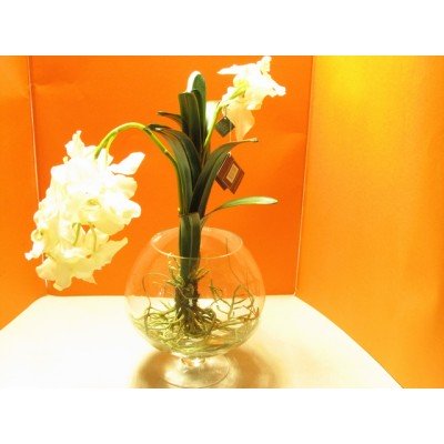 Aguamag.copa orquidea vanda